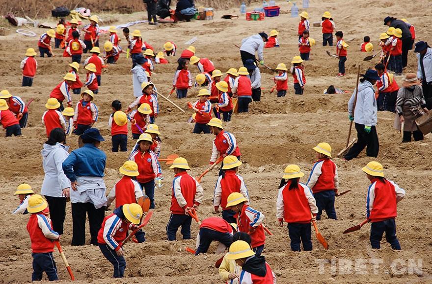 青海同仁格桑花幼儿园的农耕之旅